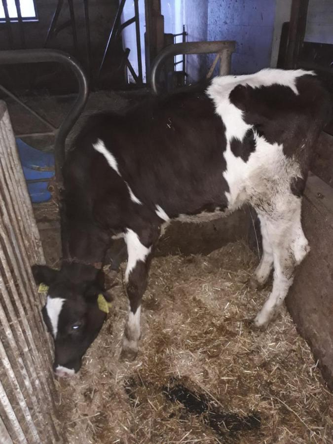 Appartamento Felderhof Maranza Esterno foto