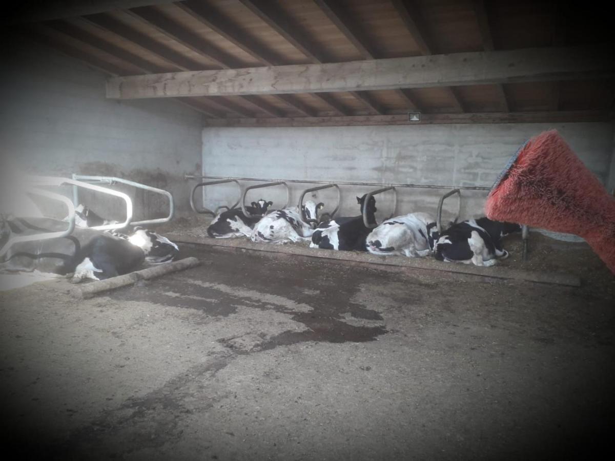 Appartamento Felderhof Maranza Esterno foto